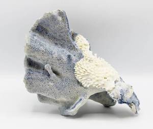 lot 2153 image: Beautiful Blue Sea Coral Fossil