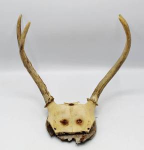 lot 2157 image: Deer Skull Antlers