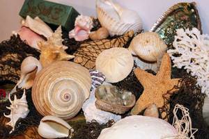 lot 2169 image: Large Lot of Conch Shells, Coral, Abalone, Sand Dollars and more
