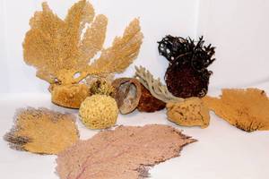 lot 2178 image: Tote Full of Various Sea Sponges, Coral, Puffer Fish and Sea Urchins