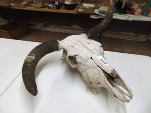 lot 1306 image: Steer Skull