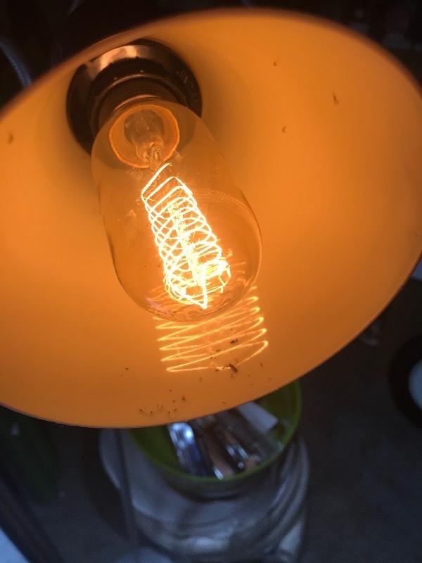 lot 802 image: Four pack of decorative Edison style light bulbs as pictured