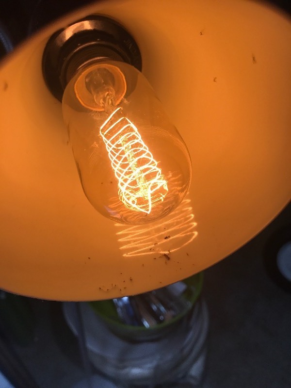 lot 804 image: Four pack of decorative Edison style light bulbs as pictured