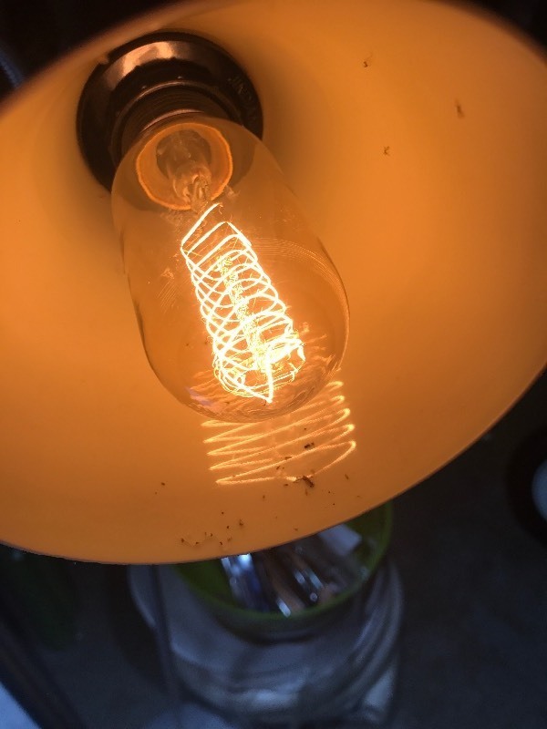 lot 805 image: Four pack of decorative Edison style light bulbs as pictured