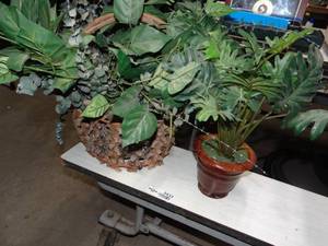 lot 3433 image: 2 Fake House Plants