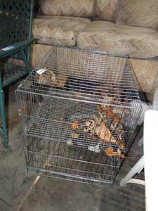 lot 3623 image: a rabbit cage