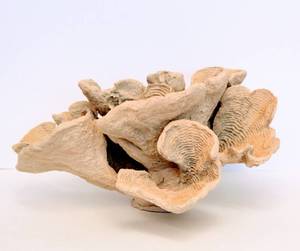 lot 3028 image: Decorative Coral Sculpture