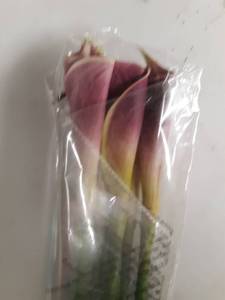 lot 34203 image: Artificial Irises Lot of 6