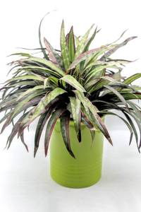 lot 3464 image: Bright Green Container Pot 7 Tall x 6 Diameter with Faux Greenery