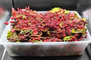 lot 3687 image: 21 x 16 x 6 Tub Full of Red Berries and Red Poinsettias