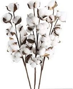lot 36302 image: 22in Cotton Stems Dried