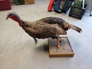 lot 632 image: Stuffed Turkey