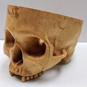 lot 113 image: Bottom � Model of the Human Skull  Marked 1960 from Superior Plastics