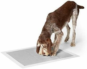 lot 6049 image: AmazonBasics Odor-Control Carbon Pet Dog and Puppy Training Pads