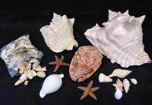 lot 9623 image: Lot of Conks & Shells
