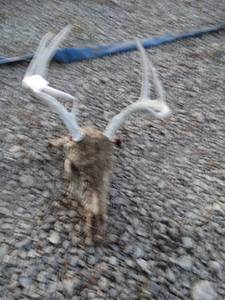 lot 9807 image: Deer skull w rack