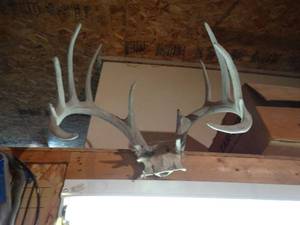lot 1244 image: Deer antlers