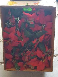 lot 229 image: holiday decor
