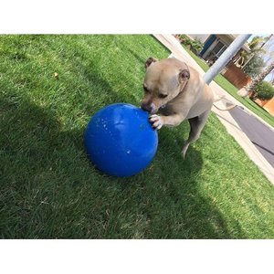 lot 51270 image: Virtually Indestructible Best Ball for Dogs, 10-inch