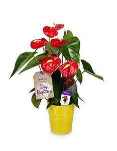 lot 73254 image: Happy Hearts Red Anthurium Plant 15-Inch To 18-Inch Tall In Yellow Ceramic Container, From Hallmark Flowers