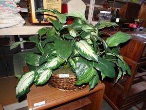 lot 3059 image: artificial house plant