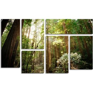 lot 67 image: Trademark Fine Art Muir Woods by Ariane Moshayedi Wall Decor