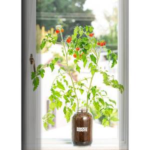 lot 75063 image: Organic Cherry Tomato Grow Kit - Back to the Roots
