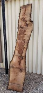 lot 3001 image: Black Walnut Wood Slab wLive Edge Rough Cut & Kiln Dried Over 8 FT