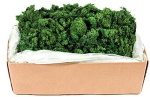 lot 73730 image: SuperMoss (21499) Reindeer Moss Preserved, Forest Green, 10lbs