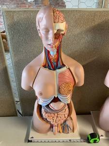 lot 3017 image: 3B Scientific Torso Model