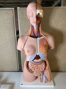 lot 3018 image: 3B Scientific Torso Model