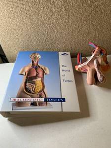 lot 3019 image: Lot of 2 3B Scientific Torsos Literature And Male Anatomy Parts