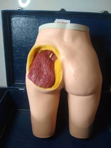 lot 3021 image: Nasco Lifeform Replicas Intramuscular Injection Simulator Medical Manikin