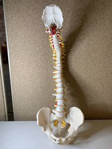 lot 3022 image: 3B Scientific Spine Model