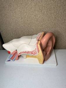 lot 3023 image: 3B Scientific Human Ear Model