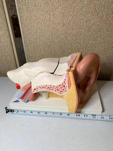 lot 3024 image: 3B Scientific Ear Model
