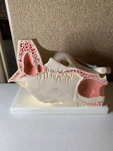 lot 3025 image: 3B Scientific Eye Model (3 times size)
