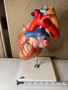 lot 3029 image: 3B Scientific Heart Model