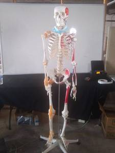 lot 3076 image: Anatomy Skeleton