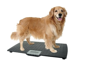 lot 8454 image: W.C Redmon Precision Digital Pet Scales, Large