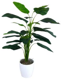 lot 1902 image: Bird of Paradise Foliage Floor Plant - Green