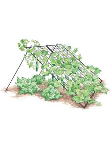 lot 104 image: Gardeners Supply Cucumber Trellis