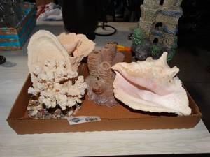 lot 3477 image: Shell and Coral Home Decor