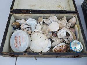 lot 1035 image: Wood Box Full Of Sea Shells
