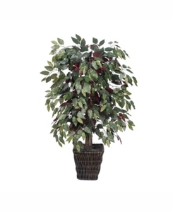 lot 183 image: Capensia Bush in Square Willow Container (48)