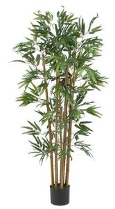 lot 104 image: 4 Biggy Bamboo Tree