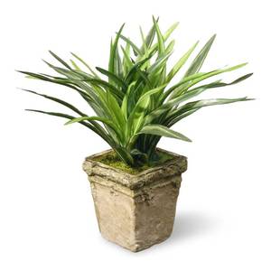 lot 1516 image: 11 Dracaena Plant
