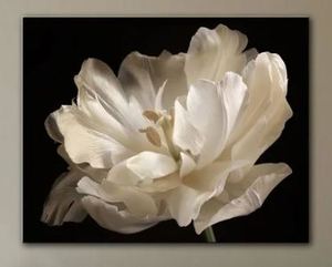 lot 1547 image: ArtWall Cora Nieles White Tulip Gallery Wrapped Canvas Retail $143.49