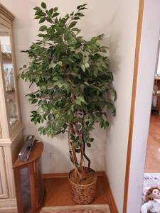 lot 7823 image: Faux Ficus Tree