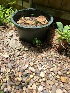 lot 4019 image: Flower Pot 10 inches tall x 19 in diameter